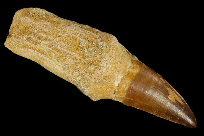 Fossil Rooted Mosasaur (Prognathodon) Tooth - Morocco #116881